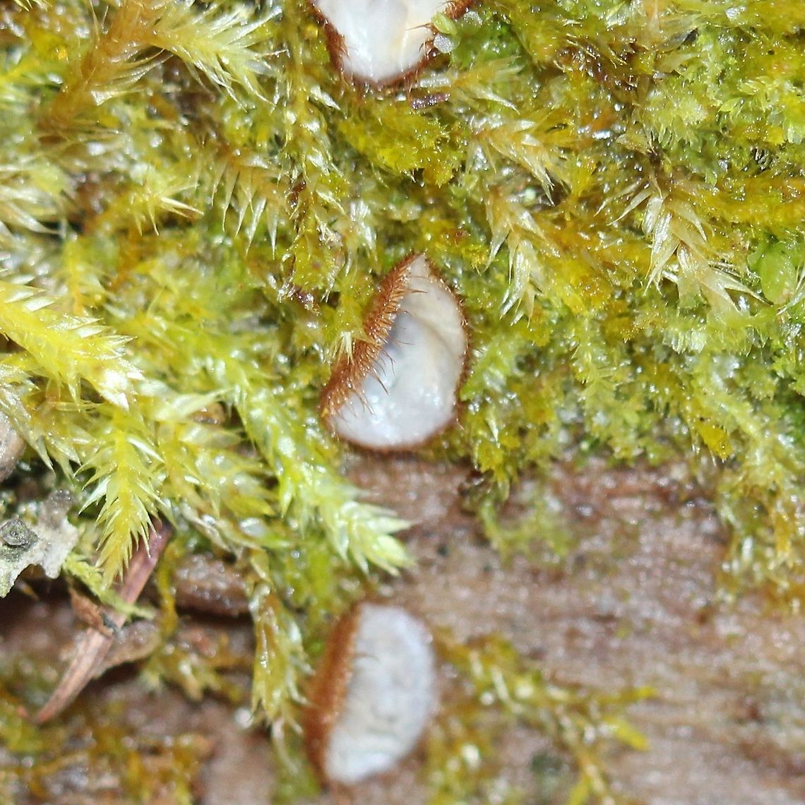 A fungus I&#039;m not positive on the id but this does resemble Paratrichophaea. Growing on a decorticated Quaking Aspen (Populus tremuloides) log in the forest. Geotagged,Paratrichophaea,Spring,United States