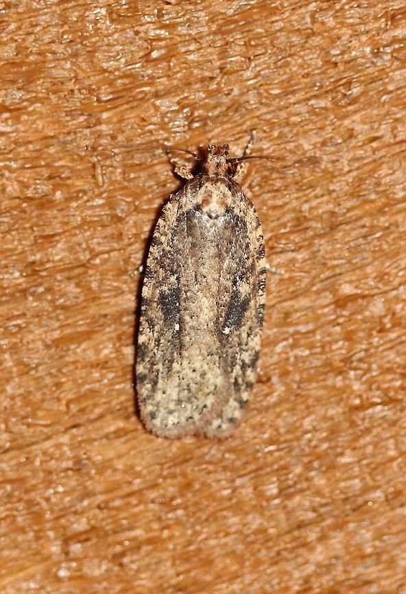 Agonopterix pulvipennella Agonopterix pulvipennella attracted to an incandescent porch light. Temperature 48 degrees F. Agonopterix pulvipennella,Geotagged,Spring,United States,early spring moth,moth