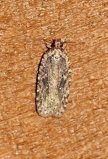 Agonopterix pulvipennella Agonopterix pulvipennella attracted to an incandescent porch light. Temperature 48 degrees F. Agonopterix pulvipennella,Geotagged,Spring,United States,early spring moth,moth