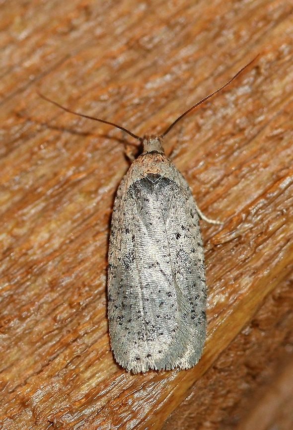 Agonopterix sp. A very silvery Agonopterix that came to the porch light tonight. The temperature was 48 degrees F. Agonopterix,Geotagged,Spring,United States,early spring moth,moth