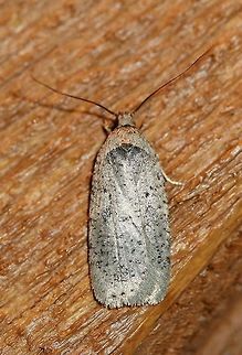 Agonopterix sp. A very silvery Agonopterix that came to the porch light tonight. The temperature was 48 degrees F. Agonopterix,Geotagged,Spring,United States,early spring moth,moth