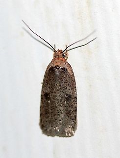 Agonopterix argillacea Attracted to an incandescent porch light. Temperature 42 degrees F. Agonopterix,Agonopterix argillacea,Geotagged,Spring,United States,early spring moth,moth