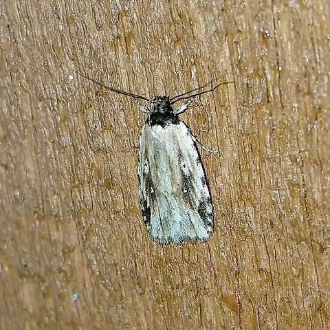 Agonopterix atrodorsella Agonopterix atrodorsella attracted to incandescent porch light. Warm night, 60 deg. F. Agonopterix,Agonopterix atrodorsella,Geotagged,Spring,United States,moth