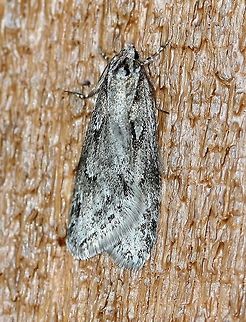 Semioscopis aurorella Semioscopis aurorella attracted to an incandescent porch light and remained on the siding until a little after dawn. Early evening temperatures were in the upper 40s F but went to about 28 degrees F by morning. Aurora flatbody moth,Geotagged,Semioscopis aurorella,Spring,United States,early spring moth,moth