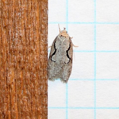 Semioscopis packardella Semioscopis packardella attracted to an incandescent porch light. The daytime high temperature in the upper 70s F, evening temperatures down in the mid-40s F. Lines on the grid are about 6 mm. Geotagged,Packard's concealer moth,Semioscopis packardella,Spring,United States,moth