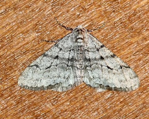 Phigalia titea Phigalia titea attracted to an incandescent porch light. Temperatures in the low 50s to mid-40s F, light rain. Geotagged,Phigalia titea,Spring,United States,early spring moth
