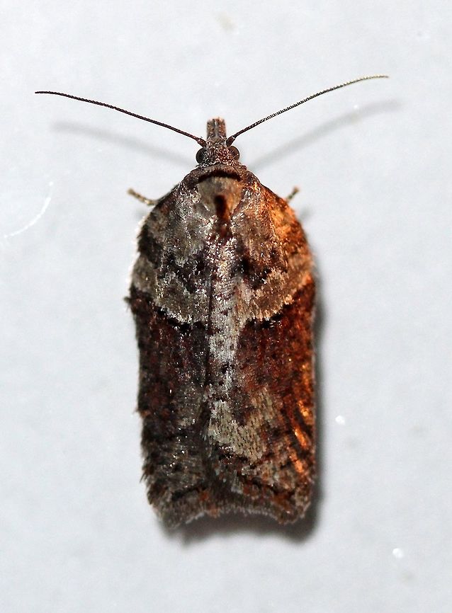 Acleris sp. A clearer shot of this one seen a few nights ago:<br />
<figure class="photo"><a href="https://www.jungledragon.com/image/77632/a_moth.html" title="A moth"><img src="https://s3.amazonaws.com/media.jungledragon.com/images/3383/77632_thumb.JPG?AWSAccessKeyId=05GMT0V3GWVNE7GGM1R2&Expires=1759968010&Signature=x2%2BsEx3QhA9sQXYIQ6VA%2Bno1asg%3D" width="106" height="152" alt="A moth A moth that is probably an Acleris species. Attracted to the porch light on a mild evening after a warm day with a high temperature of 65 degrees F.<br />
<br />
Similar to this one:<br />
https://www.jungledragon.com/image/77725/acleris_sp.html Acleris,Geotagged,Spring,United States,early spring moth,moth" /></a></figure><br />
<br />
Resembles some forms of Acleris celiana and Acleris hastiana. Attracted to an incandescent porch light. Temperatures in the low 50s to mid-40s F, light rain. Acleris,Acleris celiana,Acleris hastiana,Geotagged,Spring,United States,early spring moth,moth