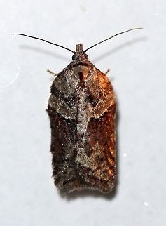 Acleris sp. A clearer shot of this one seen a few nights ago:
https://www.jungledragon.com/image/77632/a_moth.html

Resembles some forms of Acleris celiana and Acleris hastiana. Attracted to an incandescent porch light. Temperatures in the low 50s to mid-40s F, light rain. Acleris,Acleris celiana,Acleris hastiana,Geotagged,Spring,United States,early spring moth,moth