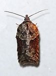Acleris sp. A clearer shot of this one seen a few nights ago:<br />
https://www.jungledragon.com/image/77632/a_moth.html<br />
<br />
Resembles some forms of Acleris celiana and Acleris hastiana. Attracted to an incandescent porch light. Temperatures in the low 50s to mid-40s F, light rain. Acleris,Acleris celiana,Acleris hastiana,Geotagged,Spring,United States,early spring moth,moth