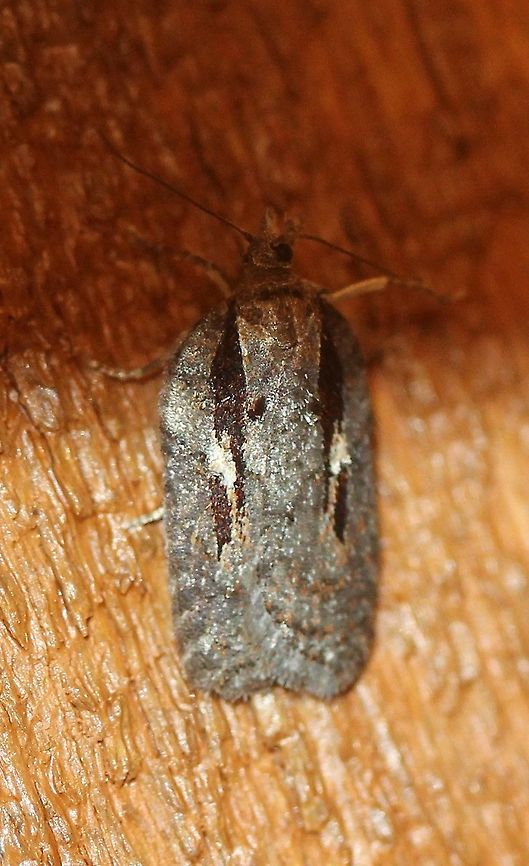 Acleris hastiana Acleris hastiana (one of several variations in this species) attracted to an incandescent porch light. Temperatures in the low 50s to mid-40s F, light rain. Acleris,Acleris hastiana,Geotagged,Spring,United States,early spring moth,moth