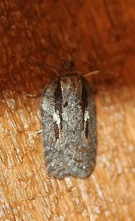 Acleris hastiana Acleris hastiana (one of several variations in this species) attracted to an incandescent porch light. Temperatures in the low 50s to mid-40s F, light rain. Acleris,Acleris hastiana,Geotagged,Spring,United States,early spring moth,moth
