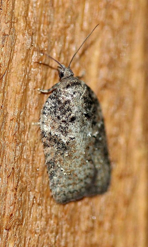 Acleris sp. Attracted to an incandescent porch light. Temperatures in the low 50s to mid-40s F, light rain. Acleris,Geotagged,Spring,United States,early spring moth,moth