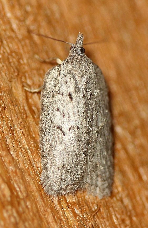 Acleris sp. An Acleris species attracted to an incandescent porch light. Temperatures in the low 50s to mid-40s F, light rain. Acleris,Geotagged,Spring,United States,early spring moth,moth
