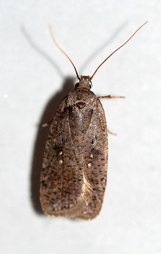 Agonopterix argillacea Agonopterix argillacea one of about 20 attracted to an incandescent porch light. Temperatures in the low 50s to mid-40s F, light rain. Agonopterix,Agonopterix argillacea,Geotagged,Spring,United States,early spring moth,moth