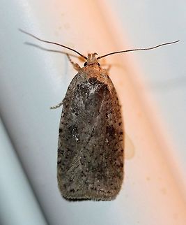 Agonopterix argillacea Agonopterix argillacea one of about 20 attracted to an incandescent porch light. Temperatures in the low 50s to mid-40s F, light rain. Agonopterix,Agonopterix argillacea,Geotagged,Spring,United States,early spring moth,moth