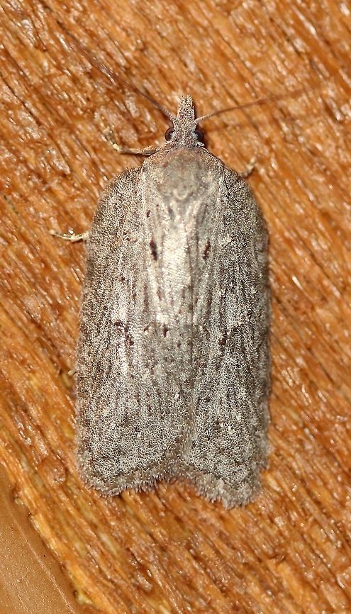 Acleris sp. A better view of <figure class="photo"><a href="https://www.jungledragon.com/image/77728/acleris_sp.html" title="Acleris sp."><img src="https://s3.amazonaws.com/media.jungledragon.com/images/3383/77728_thumb.JPG?AWSAccessKeyId=05GMT0V3GWVNE7GGM1R2&Expires=1765411210&Signature=%2Bp7PH7KEomQFKko0ciIqA%2FbUVdU%3D" width="100" height="152" alt="Acleris sp. An Acleris species attracted to an incandescent porch light. Temperatures in the low 50s to mid-40s F, light rain. Acleris,Geotagged,Spring,United States,early spring moth,moth" /></a></figure> <br />
showing dark striations on the wings. Seems to fit the description for Acleris maxima in the Peterson Field Guide. See also here <a href="https://fieldguide.ai/figure/5bd5ec242110df25155576bb/detail?profile=carl&amp;category=552e76fa91201b5ddbcbf7a0" rel="nofollow">https://fieldguide.ai/figure/5bd5ec242110df25155576bb/detail?profile=carl&amp;category=552e76fa91201b5ddbcbf7a0</a><br />
<br />
Attracted to an incandescent porch light. Temperatures in the low 50s to mid-40s F, light rain. Acleris,Geotagged,Spring,United States,early spring moth,moth