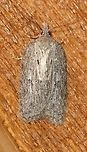 Acleris sp. A better view of https://www.jungledragon.com/image/77728/a_moth.html <br />
showing dark striations on the wings. Seems to fit the description for Acleris maxima in the Peterson Field Guide. See also here https://fieldguide.ai/figure/5bd5ec242110df25155576bb/detail?profile=carl&category=552e76fa91201b5ddbcbf7a0<br />
<br />
Attracted to an incandescent porch light. Temperatures in the low 50s to mid-40s F, light rain. Acleris,Geotagged,Spring,United States,early spring moth,moth