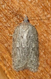 Acleris sp. A better view of https://www.jungledragon.com/image/77728/a_moth.html 
showing dark striations on the wings. Seems to fit the description for Acleris maxima in the Peterson Field Guide. See also here https://fieldguide.ai/figure/5bd5ec242110df25155576bb/detail?

Attracted to an incandescent porch light. Temperatures in the low 50s to mid-40s F, light rain. Acleris,Geotagged,Spring,United States,early spring moth,moth