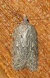 Acleris sp. A better view of https://www.jungledragon.com/image/77728/a_moth.html <br />
showing dark striations on the wings. Seems to fit the description for Acleris maxima in the Peterson Field Guide. See also here https://fieldguide.ai/figure/5bd5ec242110df25155576bb/detail?<br />
<br />
Attracted to an incandescent porch light. Temperatures in the low 50s to mid-40s F, light rain. Acleris,Geotagged,Spring,United States,early spring moth,moth