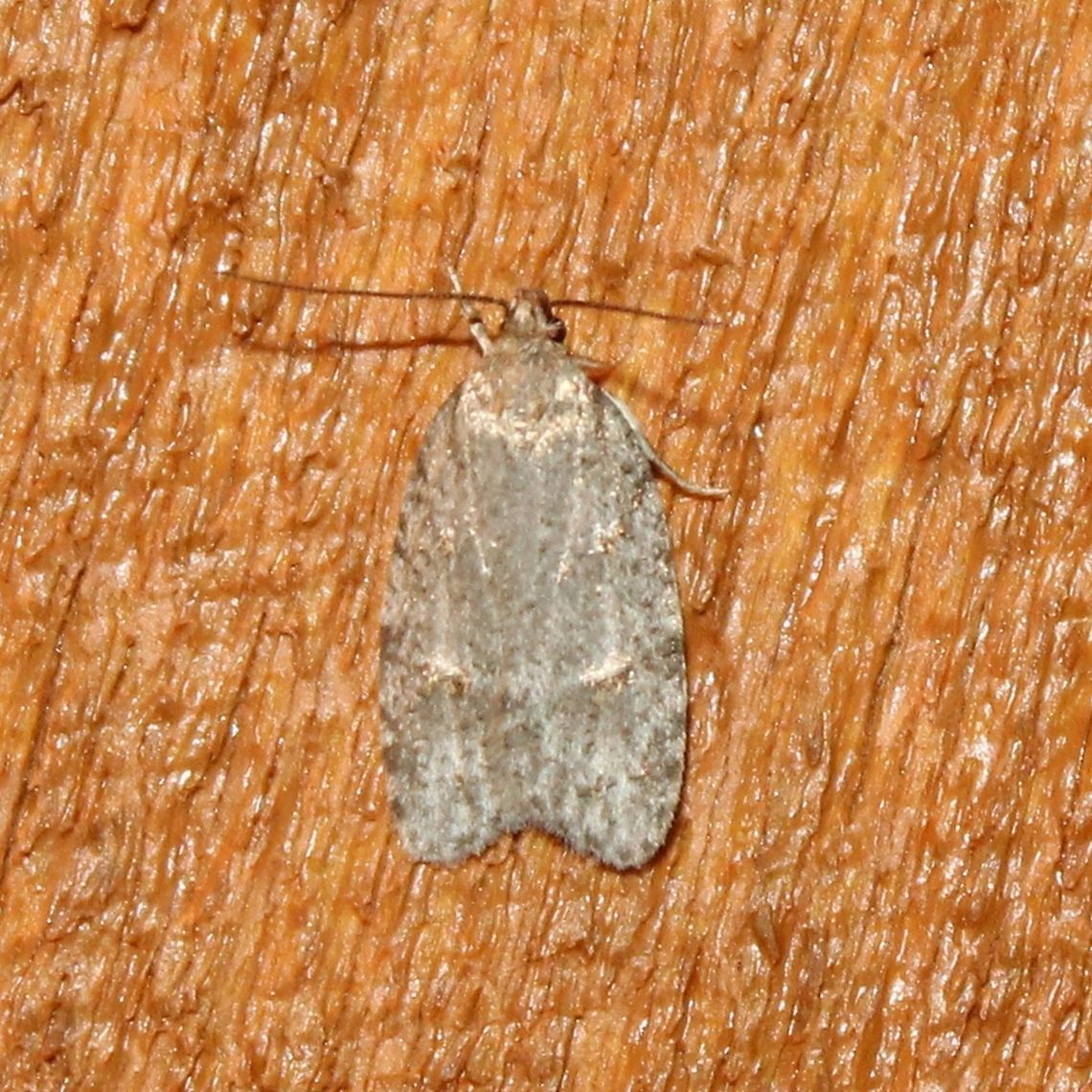 Bibarrambla allenella Bibarrambla allenella Bibarrambla allenella,Geotagged,Summer,United States,moth