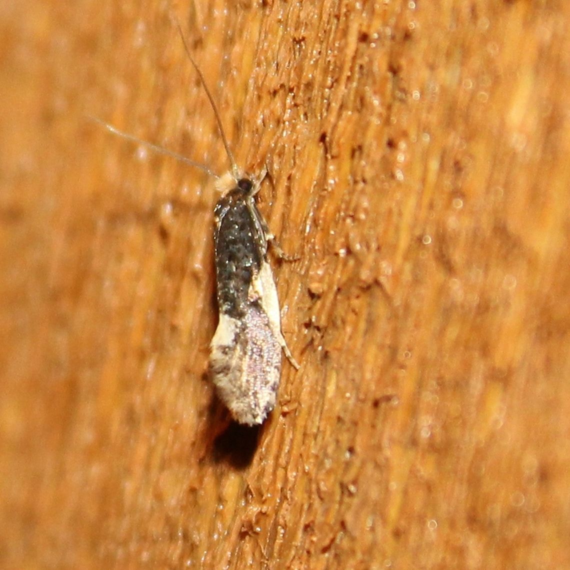Monopis spilotella A side view of Monopis spilotella. The larvae of this tiny moth feed on debris, animal and vegetable matter, fungus. Geotagged,Monopis,Monopis spilotella,Summer,Tineidae,United States,insects,moth