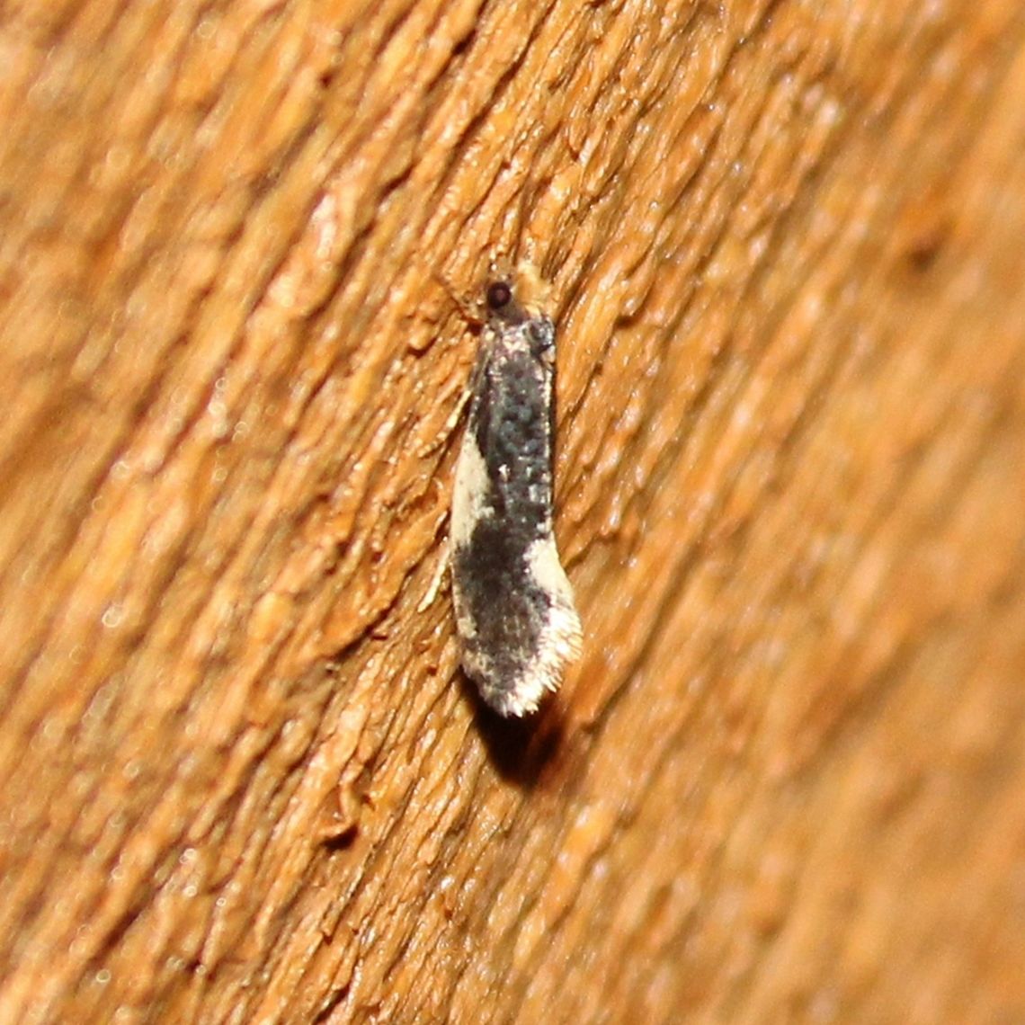 Monopis spilotella A side view of Monopis spilotella. The larvae of this tiny moth feed on debris, animal and vegetable matter, fungus. Geotagged,Monopis,Monopis spilotella,Summer,Tineidae,United States,moth