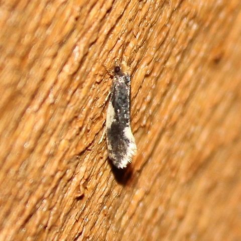 Monopis spilotella A side view of Monopis spilotella. The larvae of this tiny moth feed on debris, animal and vegetable matter, fungus. Geotagged,Monopis,Monopis spilotella,Summer,Tineidae,United States,moth