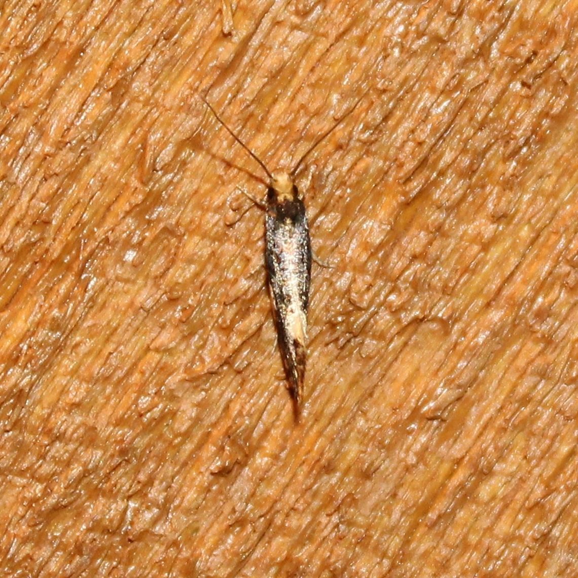 Monopis spilotella Top view of Monopis spilotella. The larvae of this tiny moth feed on debris, animal and vegetable matter, fungus. Geotagged,Monopis,Monopis spilotella,Summer,Tineidae,United States,insects,moth