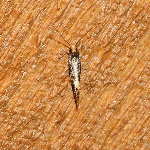 Monopis spilotella Top view of Monopis spilotella. The larvae of this tiny moth feed on debris, animal and vegetable matter, fungus. Geotagged,Monopis,Monopis spilotella,Summer,Tineidae,United States,insects,moth