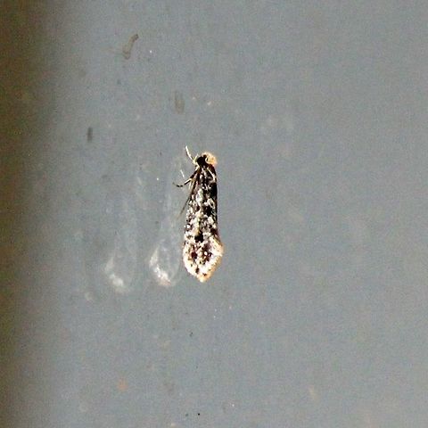 Monopis laevigella Side view of Monopis laevigella. The larvae of this tiny moth feed on rotting animals, owl pellets, bird nest debris, feathers, and cloth. Geotagged,Monopis,Monopis laevigella,Skin moth,Summer,Tineidae,United States,insects,moth