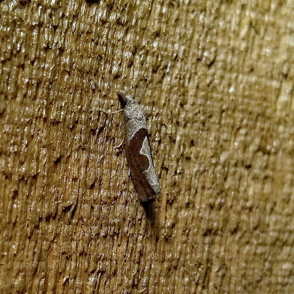 Pelochrista similiana  Eucosma similiana,Geotagged,Pelochrista similiana,Summer,United States,moth