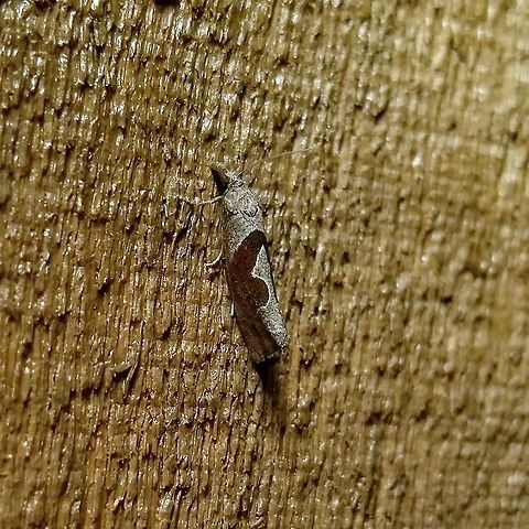 Pelochrista similiana  Eucosma similiana,Geotagged,Pelochrista similiana,Summer,United States,moth