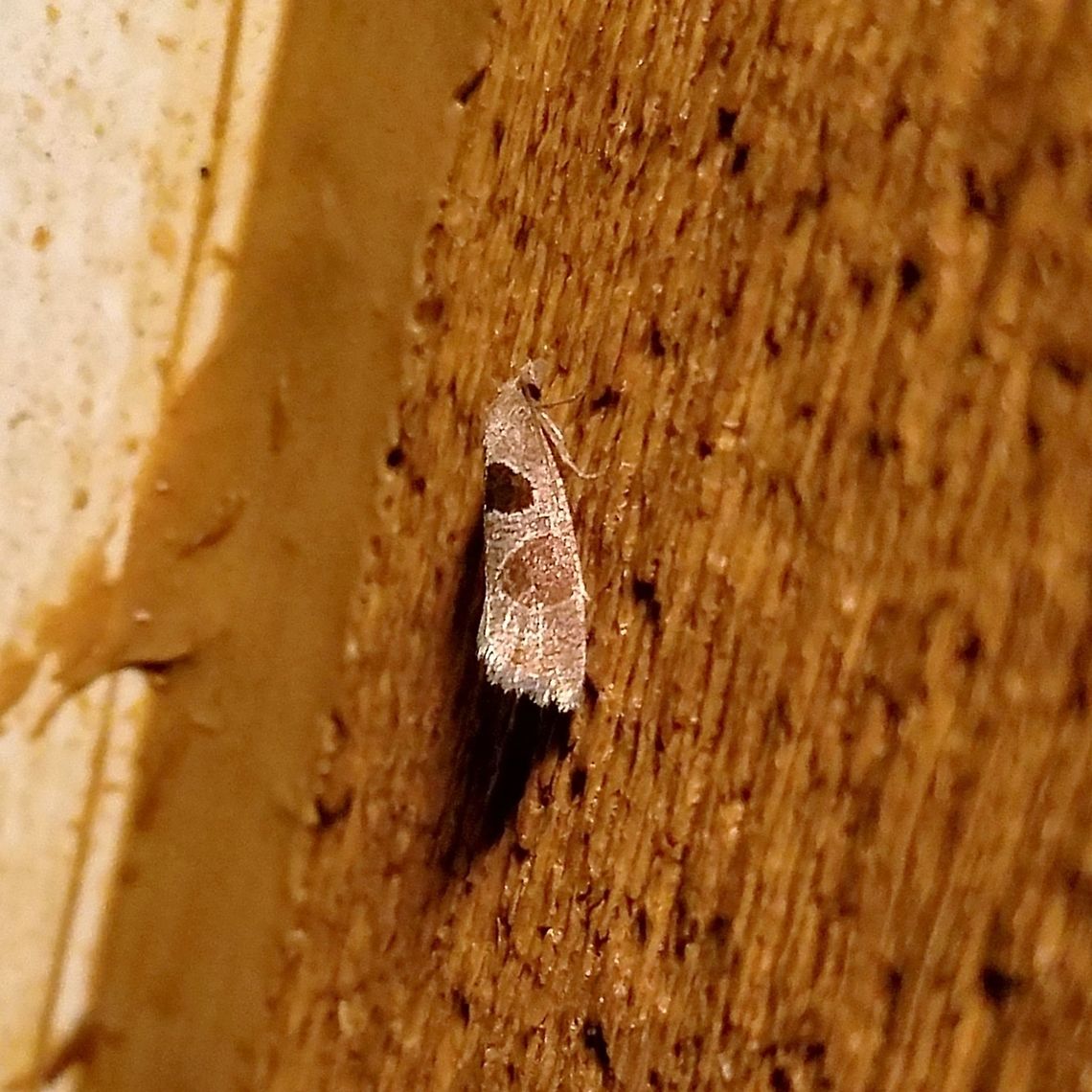 Eucosma dorsisignatana  Eucosma dorsisignatana,Geotagged,Pelochrista dorsisignatana,Summer,United States,moth