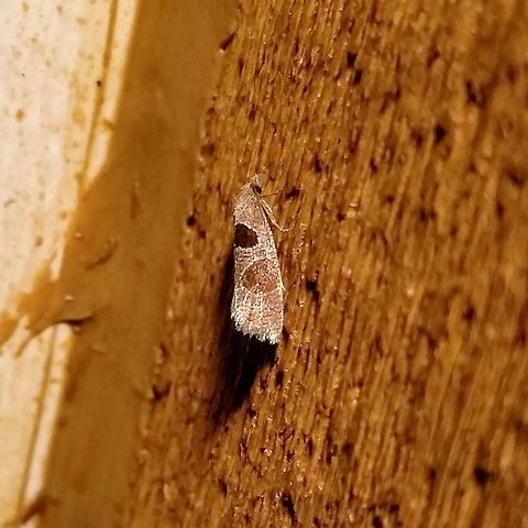 Eucosma dorsisignatana  Eucosma dorsisignatana,Geotagged,Pelochrista dorsisignatana,Summer,United States,moth