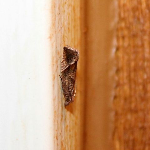 Pelochrista derelicta  Derelict Pelochrista,Geotagged,Pelochrista derelicta,Summer,United States,moth