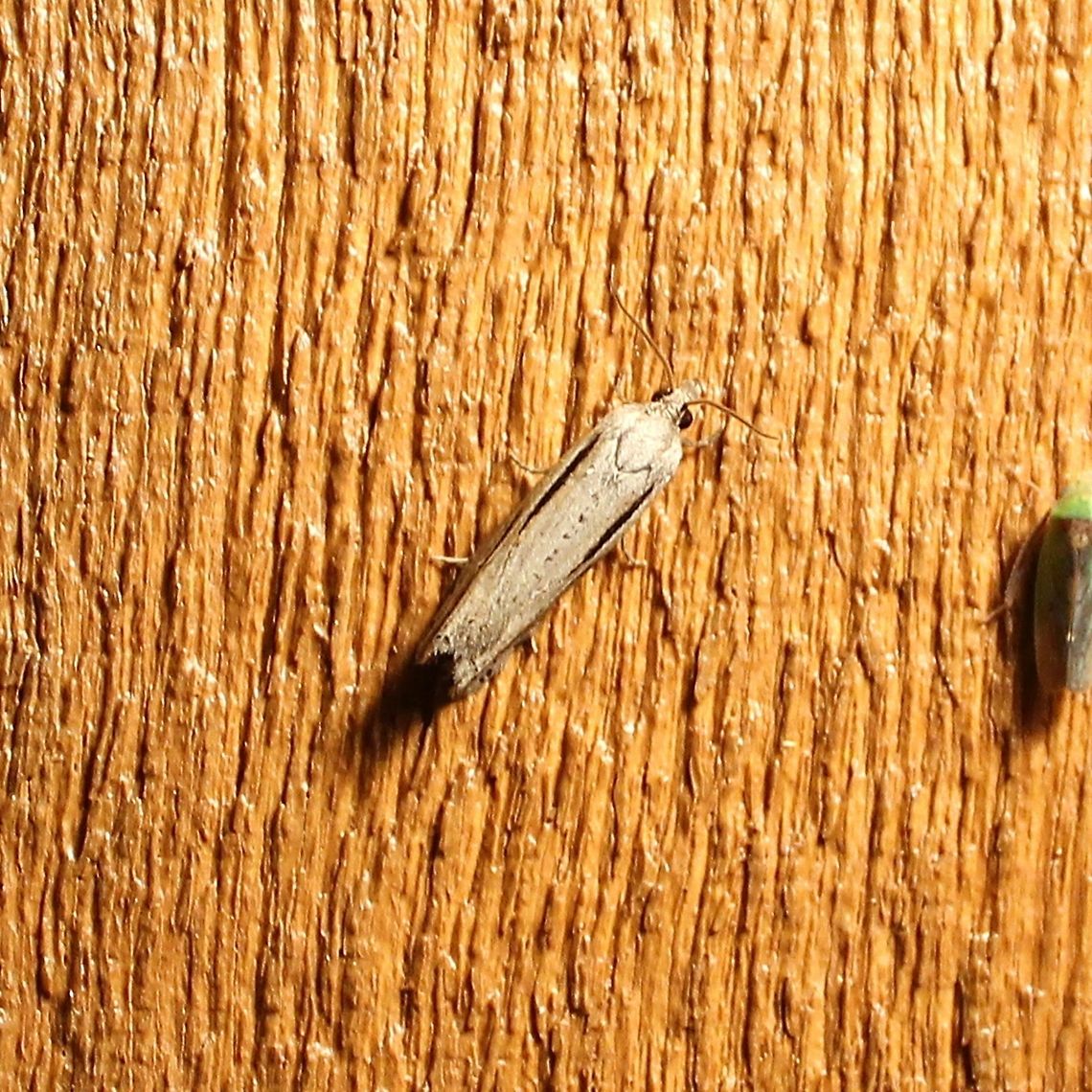 Eucosma bilineana  Eucosma bilineana,Geotagged,Summer,United States,moth