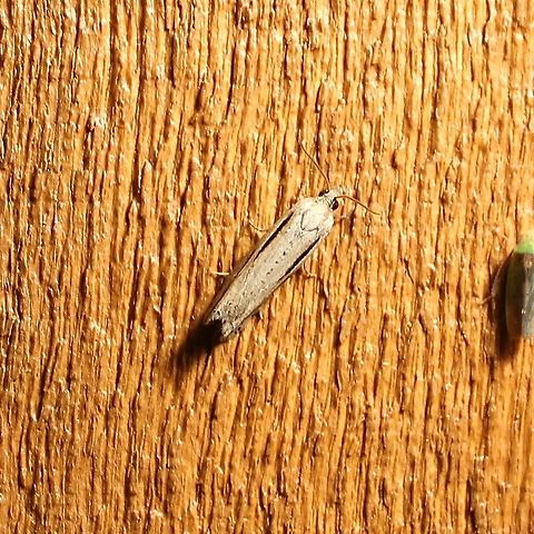 Eucosma bilineana  Eucosma bilineana,Geotagged,Summer,United States,moth