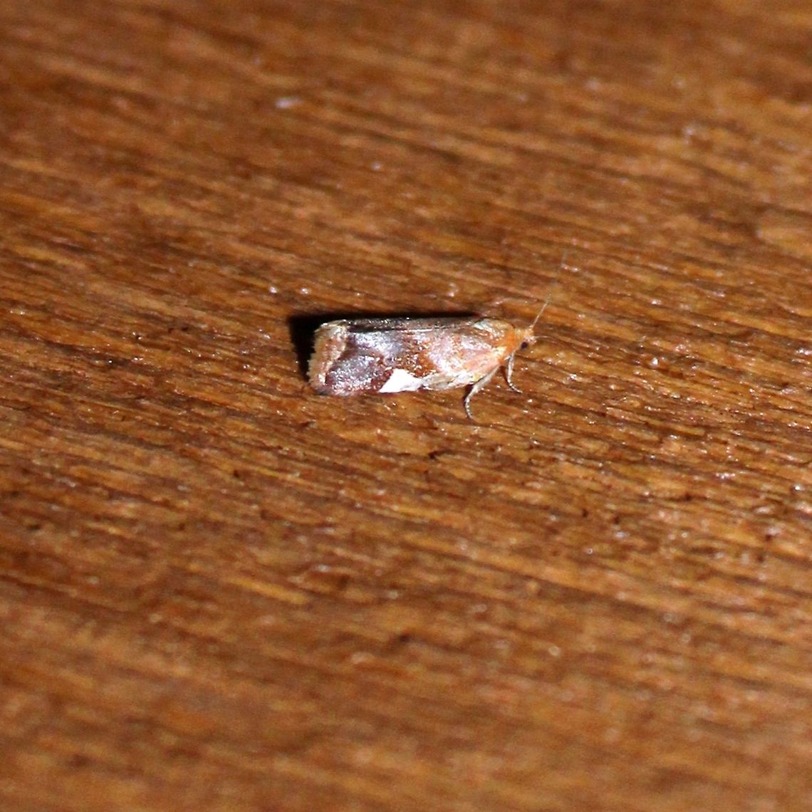 Clepsis periscana  Clepsis persicana,Geotagged,Summer,United States,moth