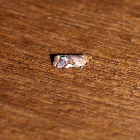 Clepsis periscana  Clepsis persicana,Geotagged,Summer,United States,moth