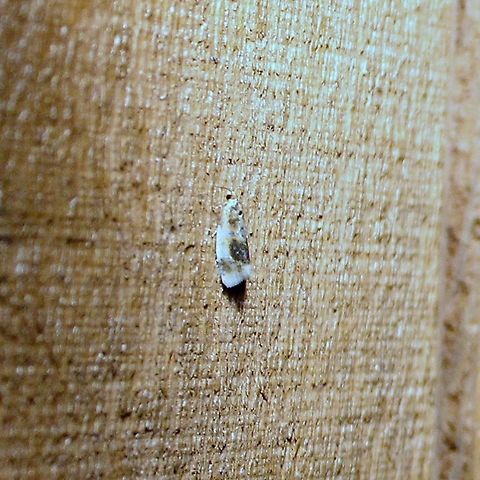 Clepsis melaleucana  Clepsis melaleucana,Geotagged,Spring,United States,moth