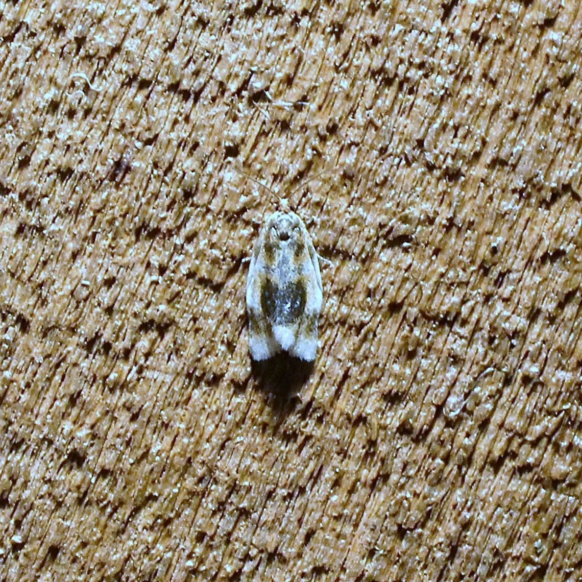 Clepsis melaleucana  Clepsis melaleucana,Geotagged,Spring,United States,moth