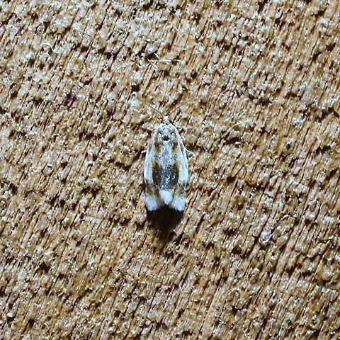 Clepsis melaleucana  Clepsis melaleucana,Geotagged,Spring,United States,moth