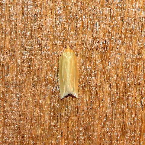 Clepsis clemensiana  Clemens' clepsis moth,Clepsis clemensiana,Geotagged,Summer,United States,moth