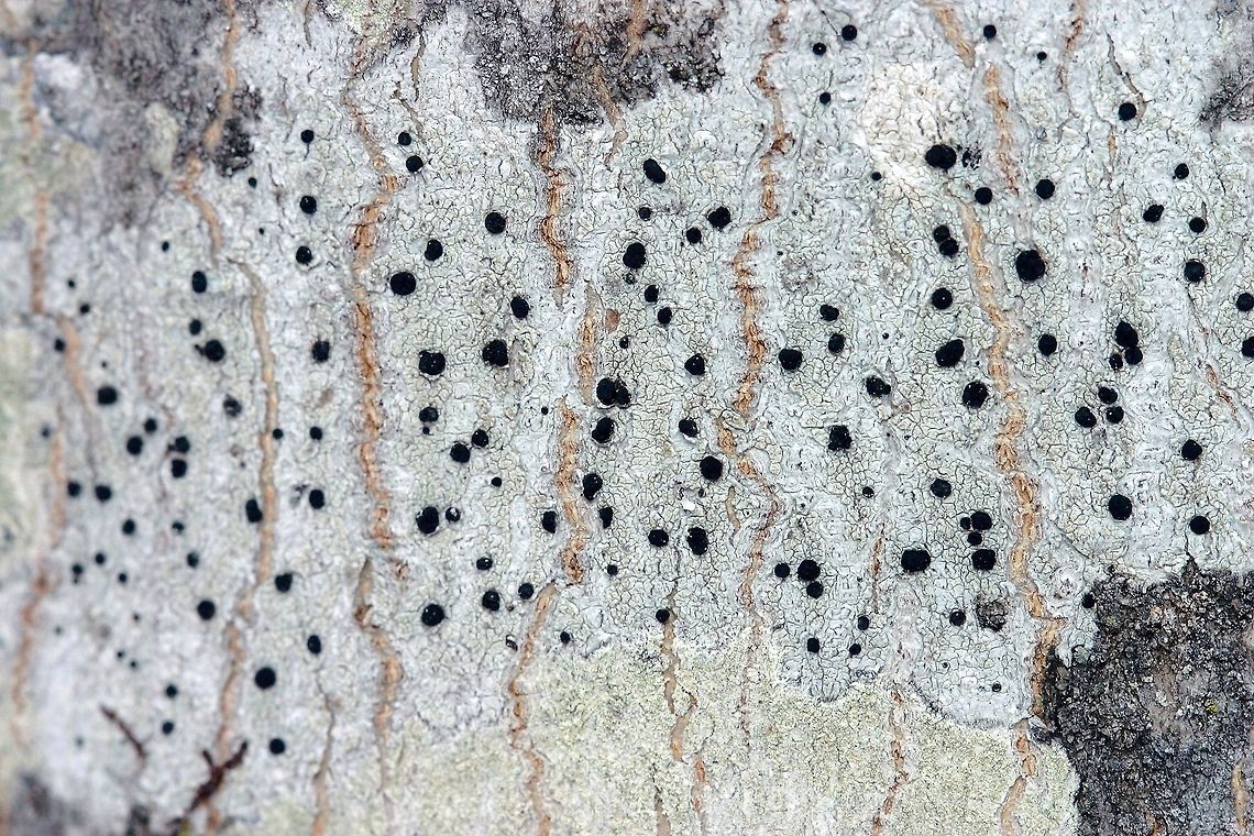 Buellia erubescens Buellia erubescens on Red Maple (Acer rubrum) bark near the tree&#039;s base. A synonym is Buellia stillingiana but this is no longer accepted. Buellia erubescens,Buellia stillingiana,Common button lichen,Geotagged,United States,Winter,crustose lichen,lichen,red maple