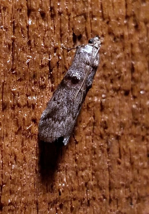 Acrobasis betulella  Acrobasis betulella,Birch Tubemaker Moth,Geotagged,Summer,United States,moth