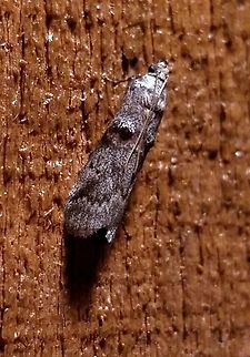 Acrobasis betulella  Acrobasis betulella,Birch Tubemaker Moth,Geotagged,Summer,United States,moth