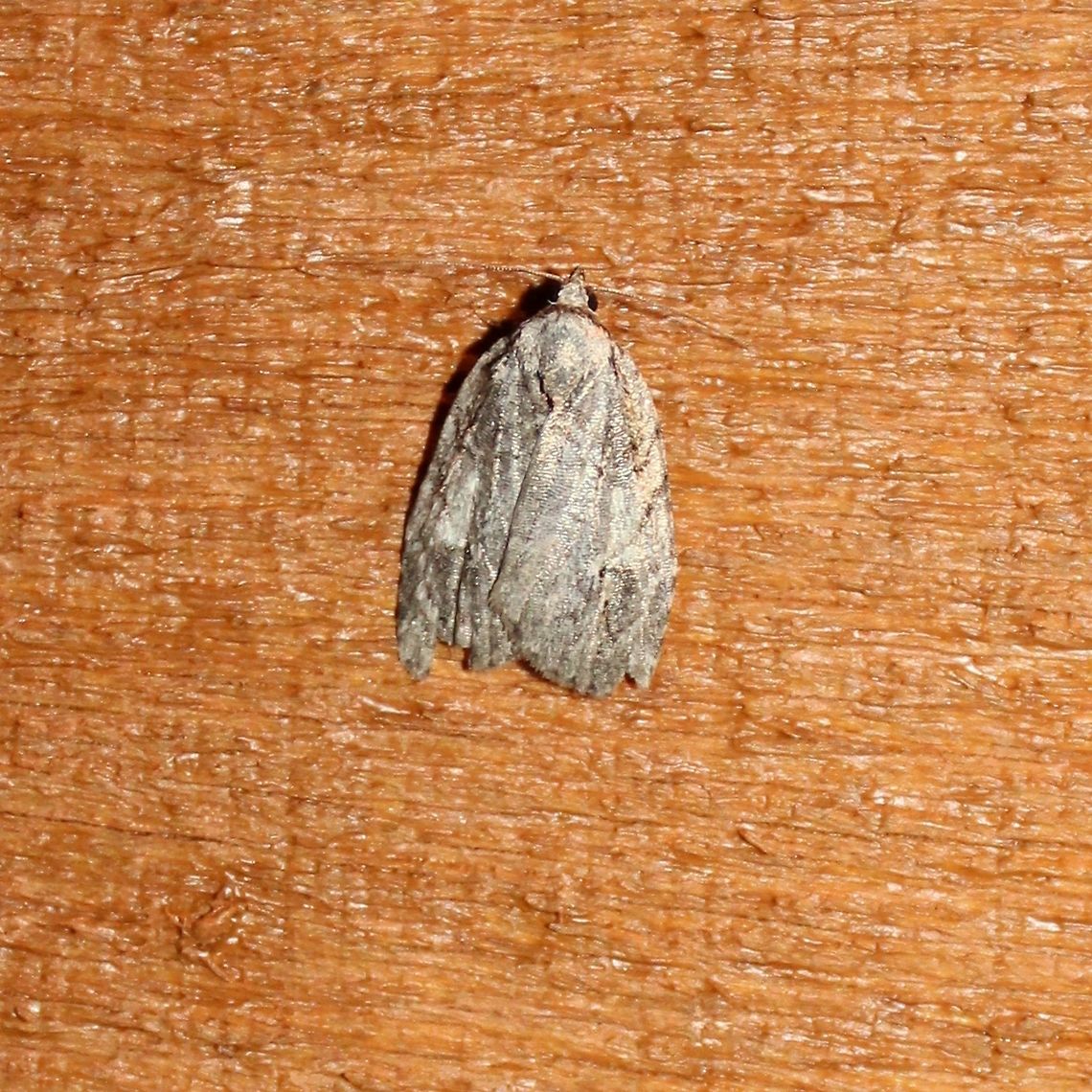 Balsa labecula  Balsa labecula,Geotagged,Summer,United States,moth,white-blotched balsa