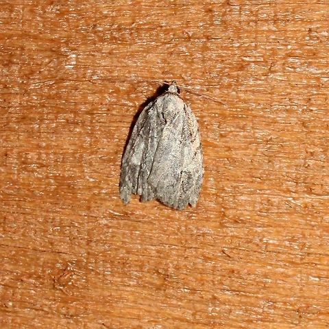 Balsa labecula  Balsa labecula,Geotagged,Summer,United States,moth,white-blotched balsa