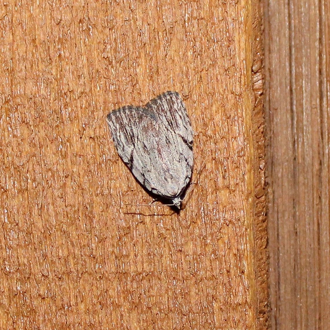 Balsa tristrigella  Balsa tristrigella,Geotagged,Spring,United States,moth,three-lined balsa moth