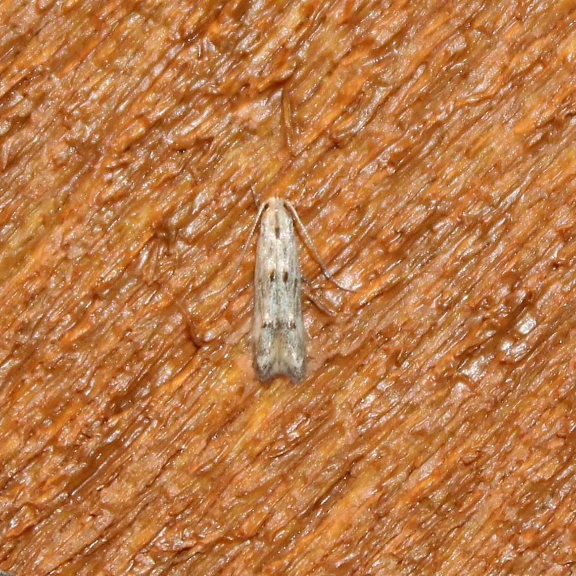 Blastodacna bicristatella Larvae of this species feed on the fruit of Hawthorn (Cratageus spp.) which are common in the area. Blastodacna bicristatella,Cratageus,Geotagged,Spring,United States,moth